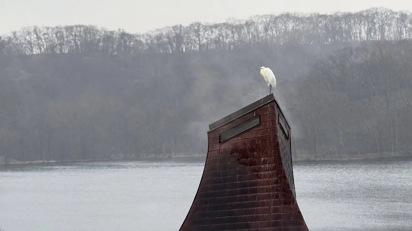 A white egret perched on a shingled roof over a misty lake