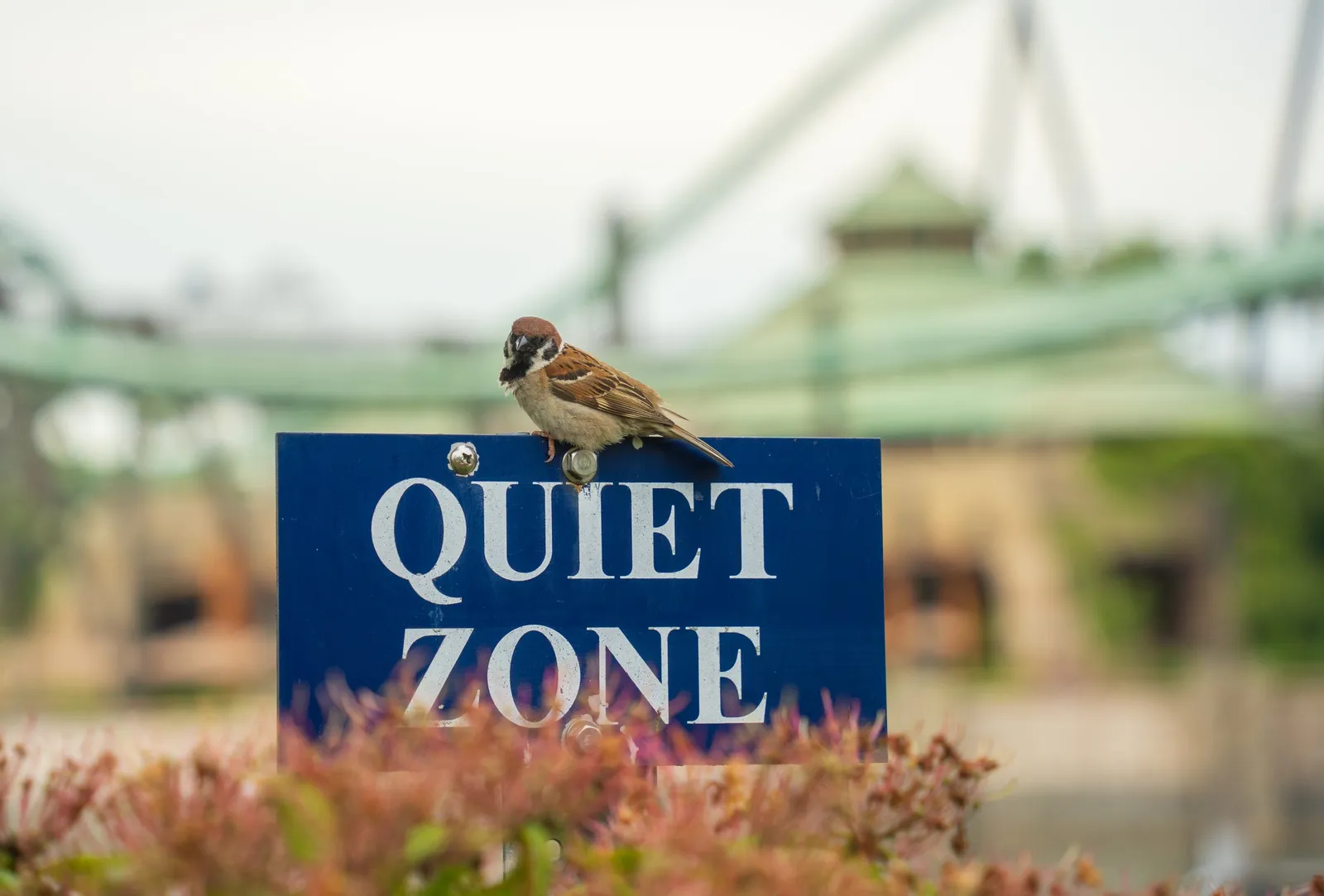 A sparrow perched on a 'Quiet Zone' sign, a roller coaster blurred behind