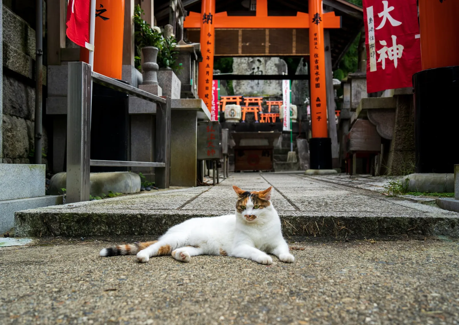 A calico cat lounging on a stone path lined with vermilion torii